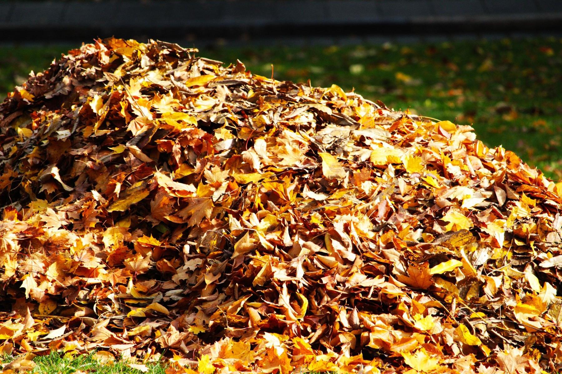 Fall leaves are a good high carbon or "brown" component for addition to a compost pile. 